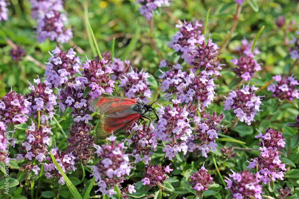 Obraz premium Thymianwidderchen auf Thymian