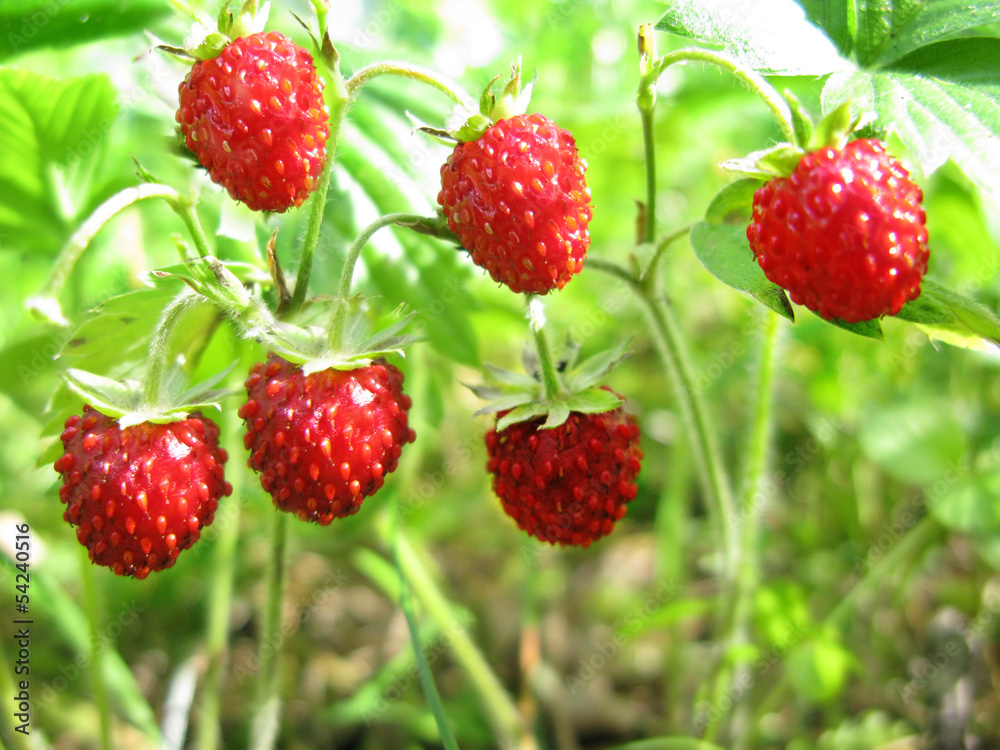 wild strawberry berries fruit dessert