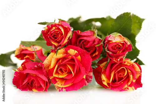 Beautiful red-yellow roses on white background close-up