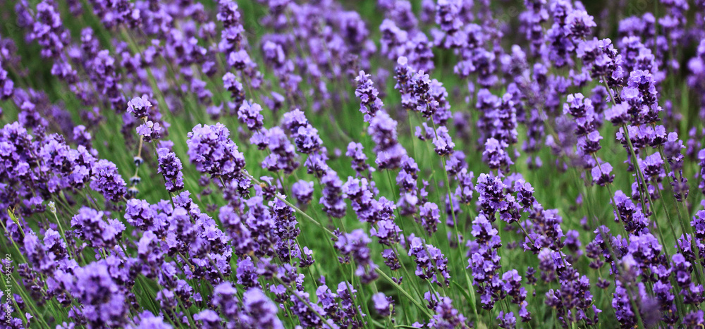 Obraz premium Lavender field
