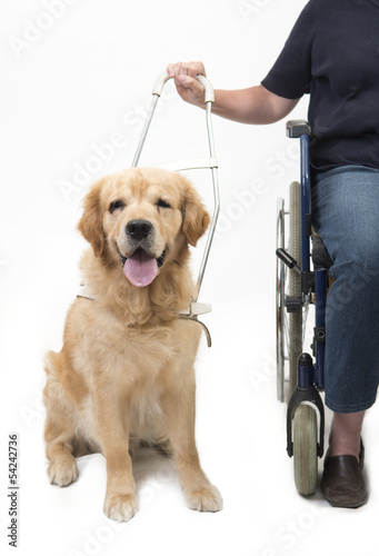 Guide dog isolated on white with wheelchair