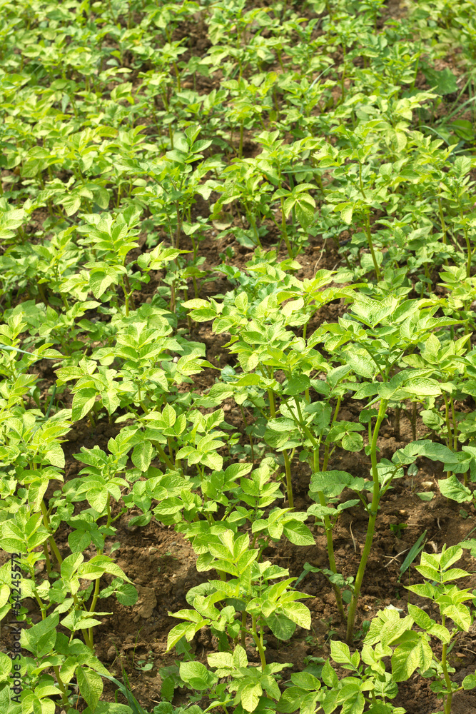 Many green potato bushes grows on garden land close up