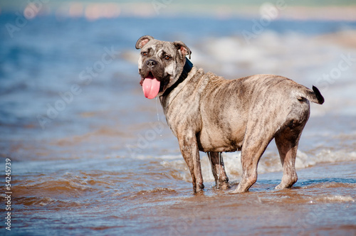 funny ca de bou dog standing on the beach photo