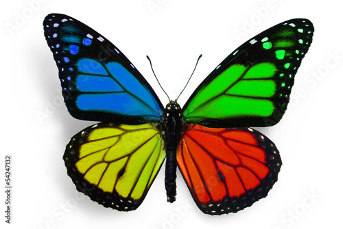 Canvas Print butterfly with fantasy colours