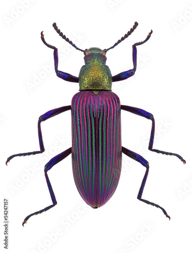 Billede på lærred beautiful beetle  Strongylium cupripenne from Madagascar