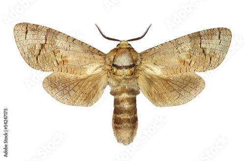 Goat moth (Cossus cossus) isolated on white background