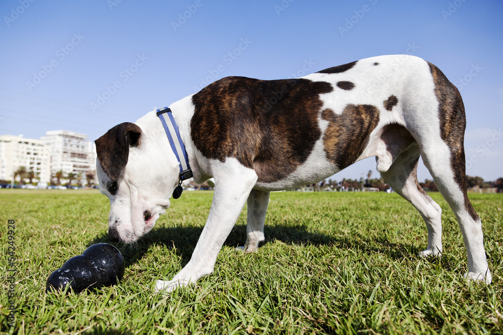 Pitbull Dog with Chew Toy at the Park