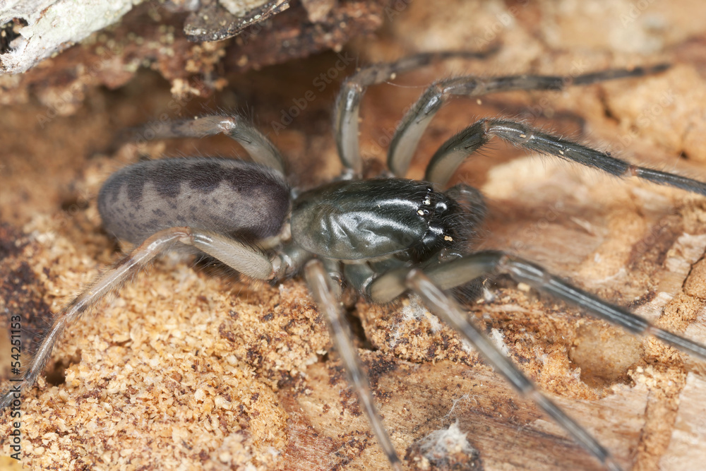 Snake back spider, Segestria senoculata on wood Snake back spider, Segestria senoculata on wood