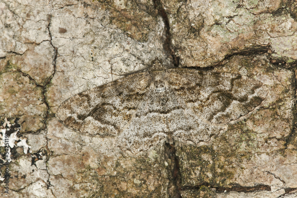 Fototapeta premium Cętkowana piękność (Alcis repandata) Geometridae zakamuflowana