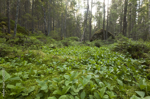 Vegetation in untouched forest, nature reserve, Sweden