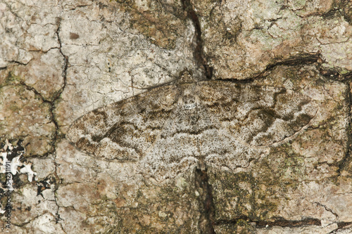 Mottled Beauty (Alcis repandata) Geometridae camouflaged