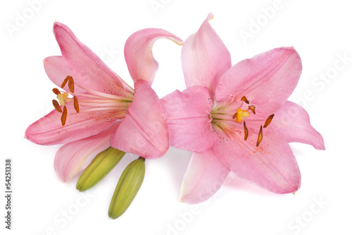 Two pink lily flower with a bud isolated on white background