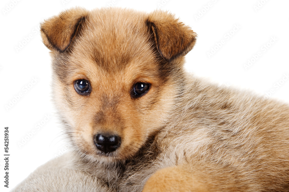 brown Mixed-Breed puppy. isolated on white brown Mixed-Breed puppy. isolated on white