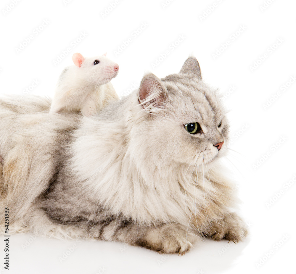 Fluffy cat and rat. isolated on white