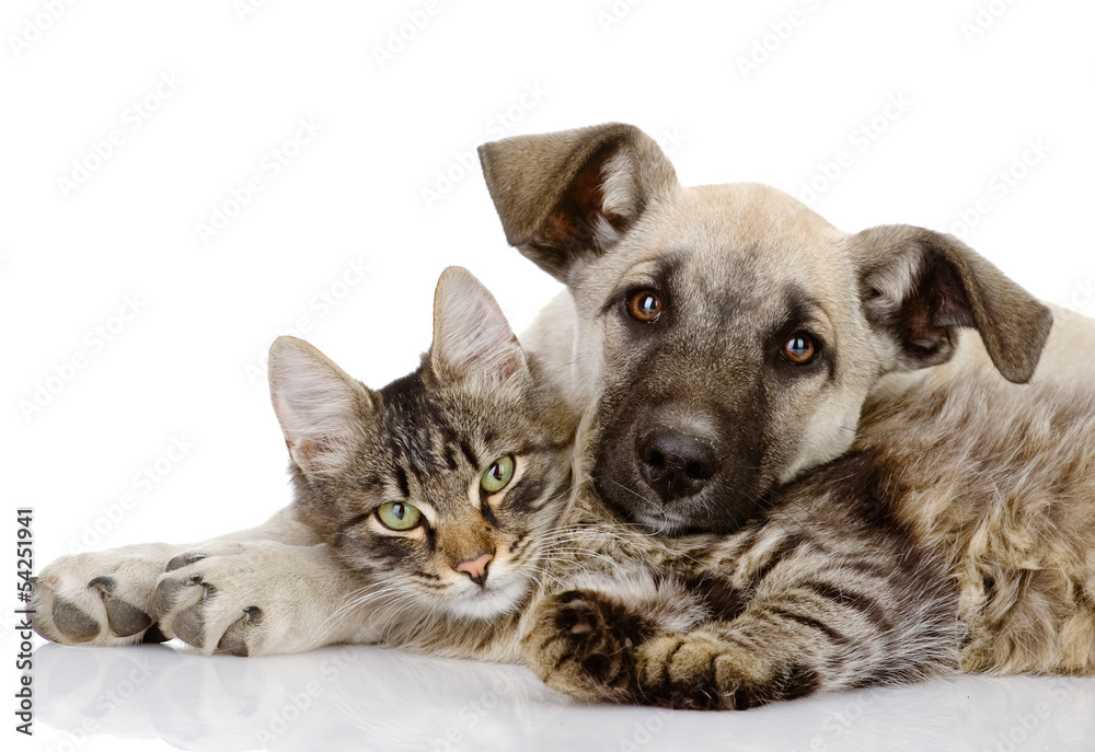 Naklejka premium the dog and cat lie together. isolated on white background 
