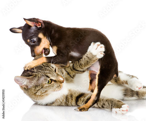 the cat fights with a dog. isolated on white background