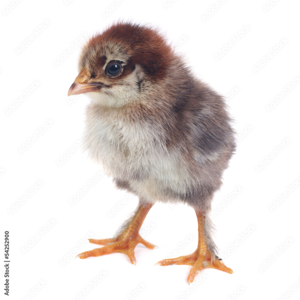 Obraz premium fluffy brown chick chicken isolated on white background.