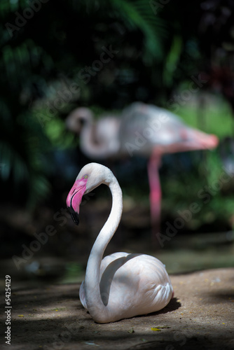 beautiful greater flamingo