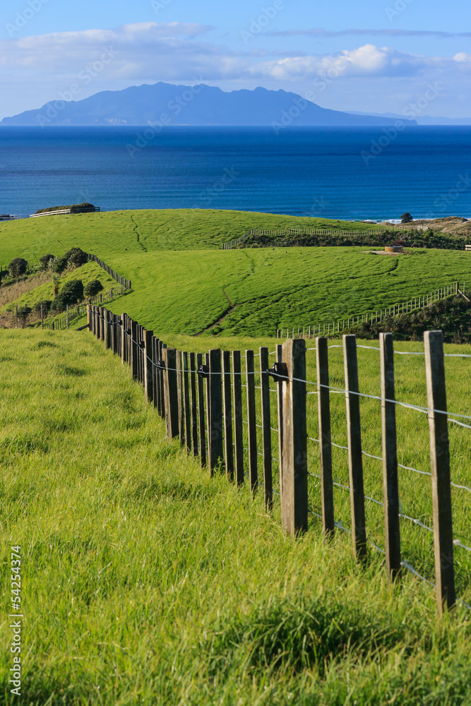 Obraz premium green grass at Tawharanui park