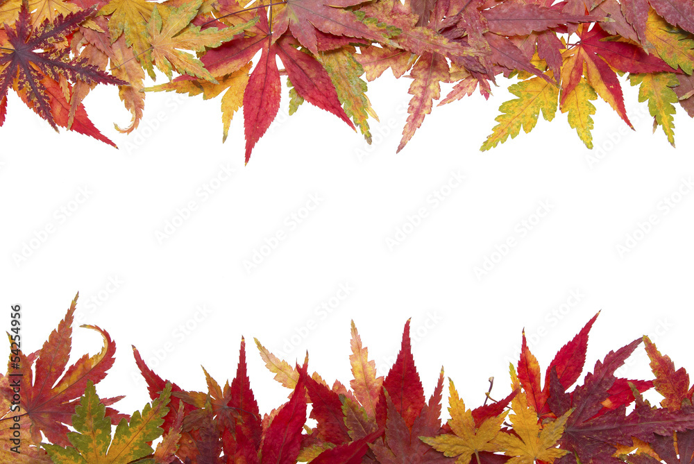 Autumn maple leaves Autumn maple leaves