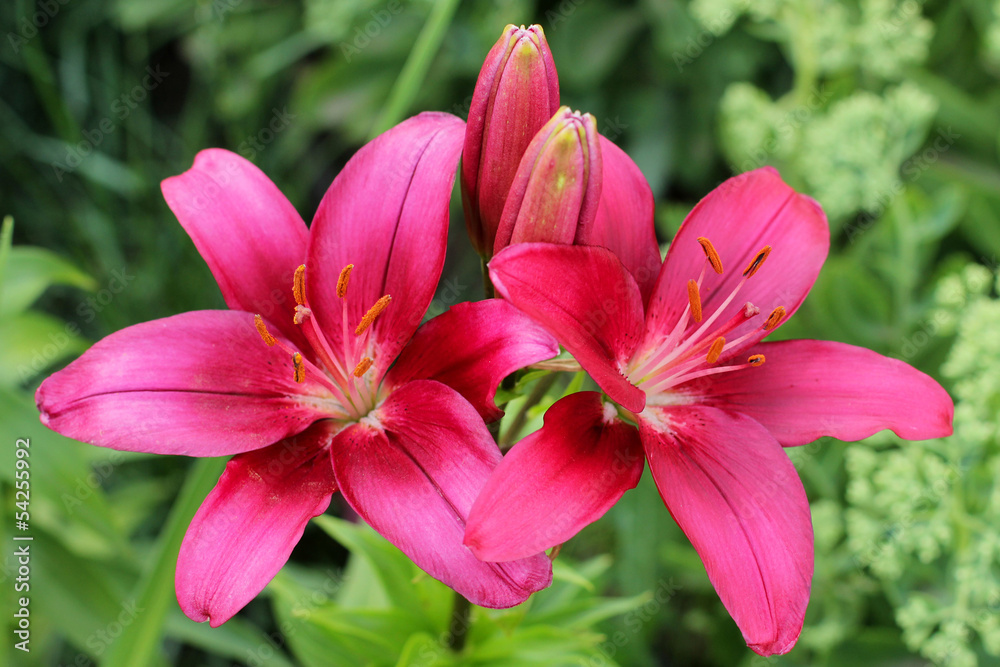 Pink lily