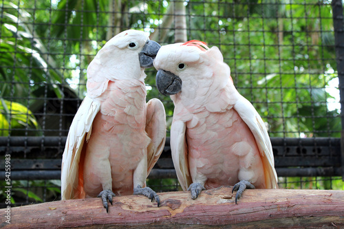 Cockatoo photo