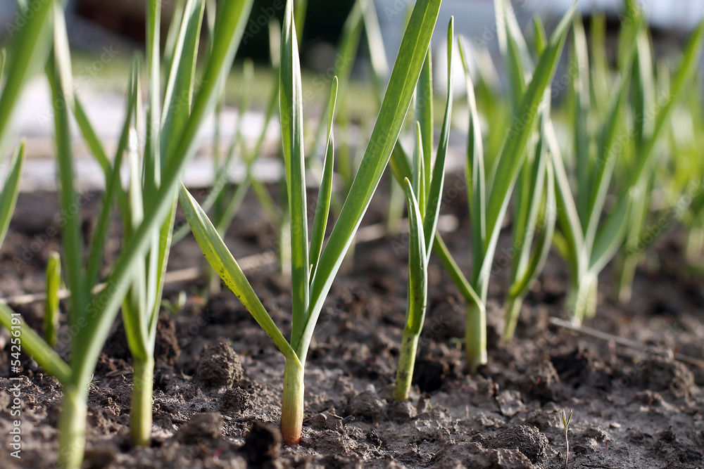 Planting garlic Planting garlic