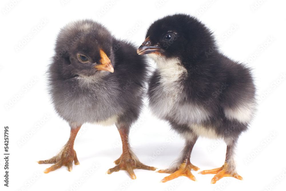 two little black chick talking isolated on white background
