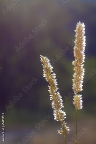 Wild plant on a meadow