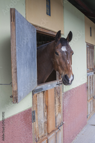 Fototapeta Naklejka Na Ścianę i Meble -  Horse at stable