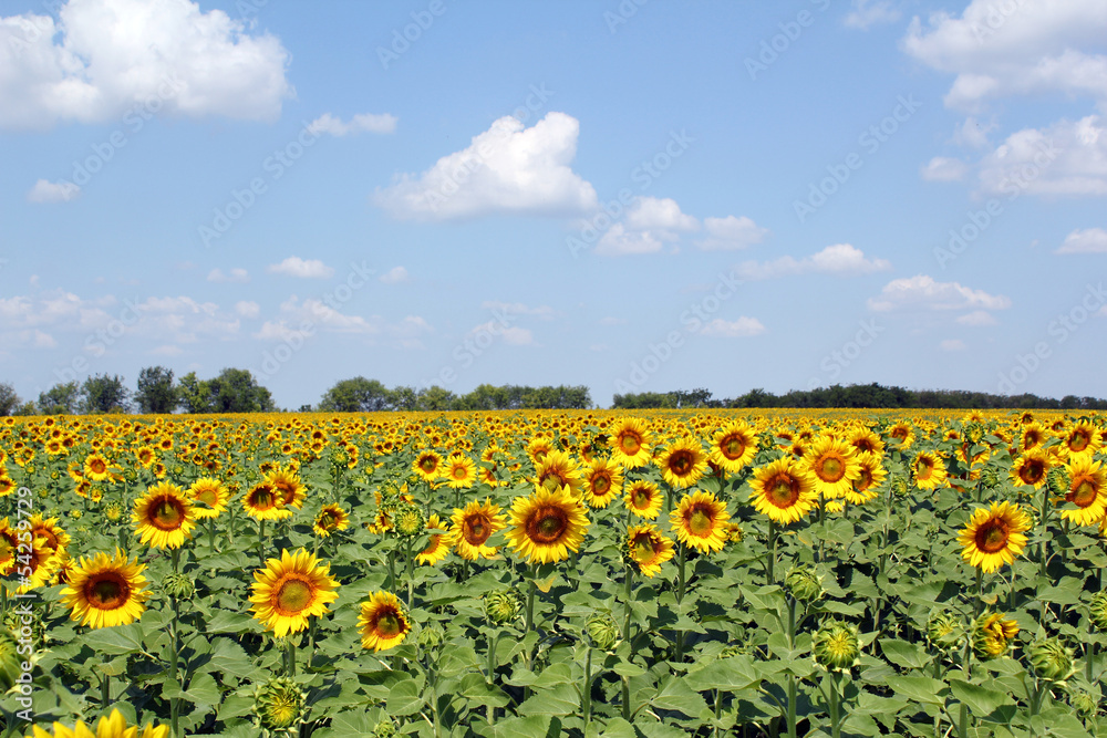 sunflowers field and blue sky landscape