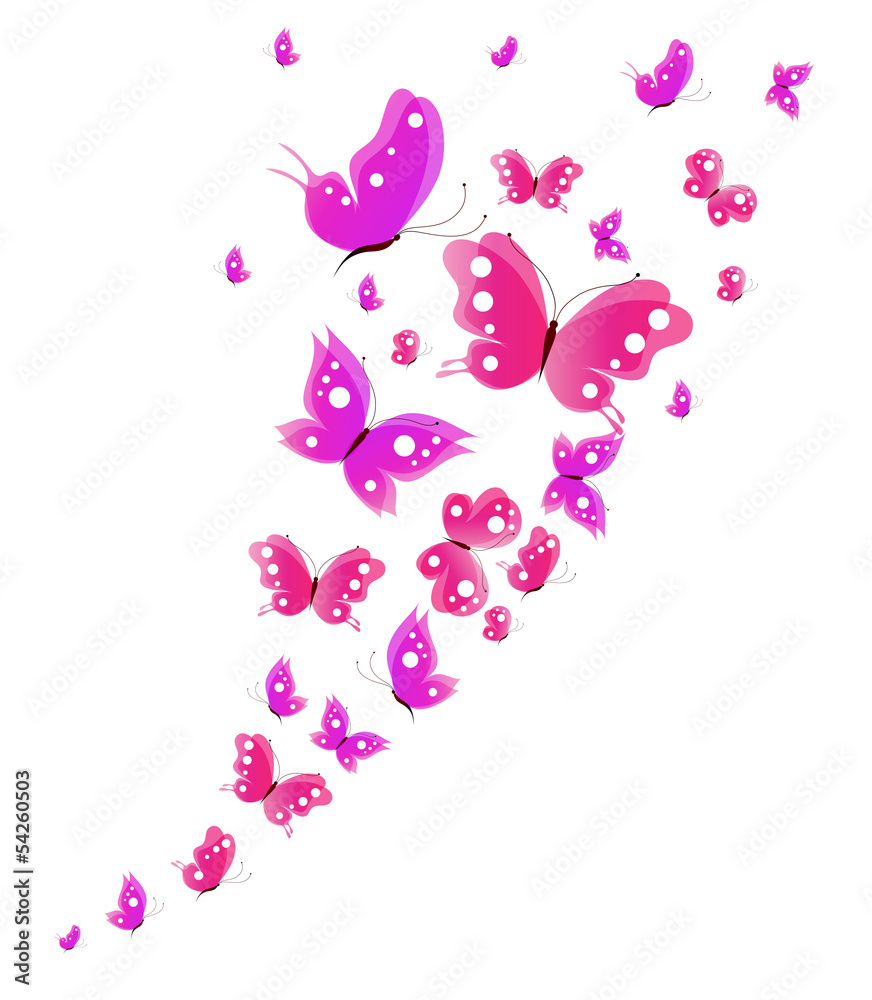 butterfly,butterflies vector