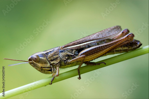 brown  grasshopper chorthippus brunneus in photo