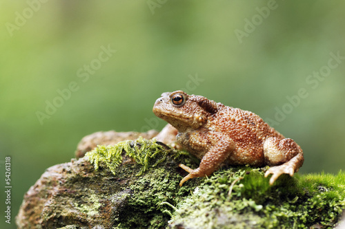 Common toad, Bufo bufo