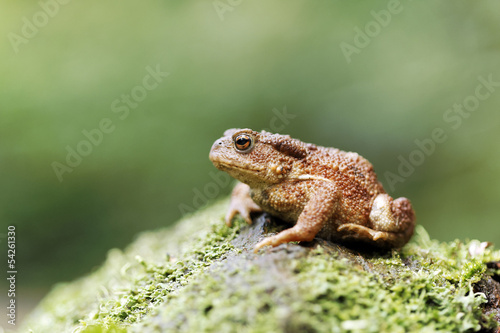 Common toad, Bufo bufo © Erni