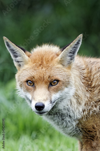 Red fox  Vulpes vulpes