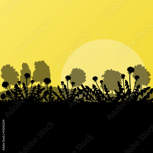 Dandelion spring and summer flower natural meadow landscape illu