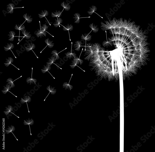 Blow dandelion vector abstract background concept