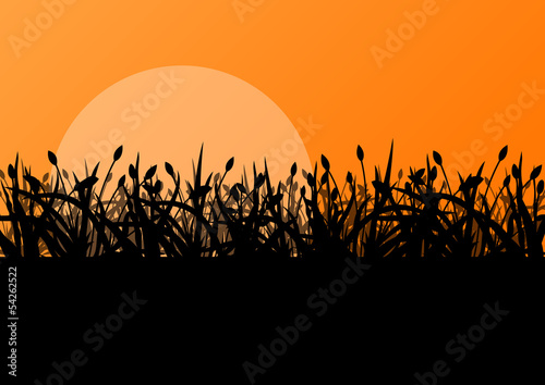 Tulips spring seasonal flower garden ecology concept detailed il