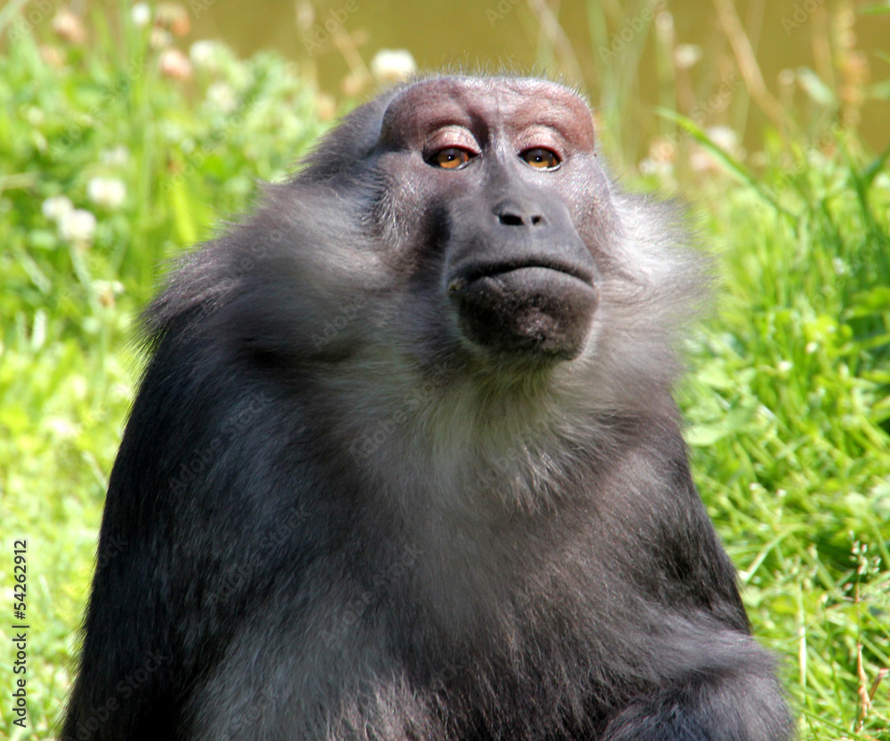 Singe grimaçant. Singe grimaçant.