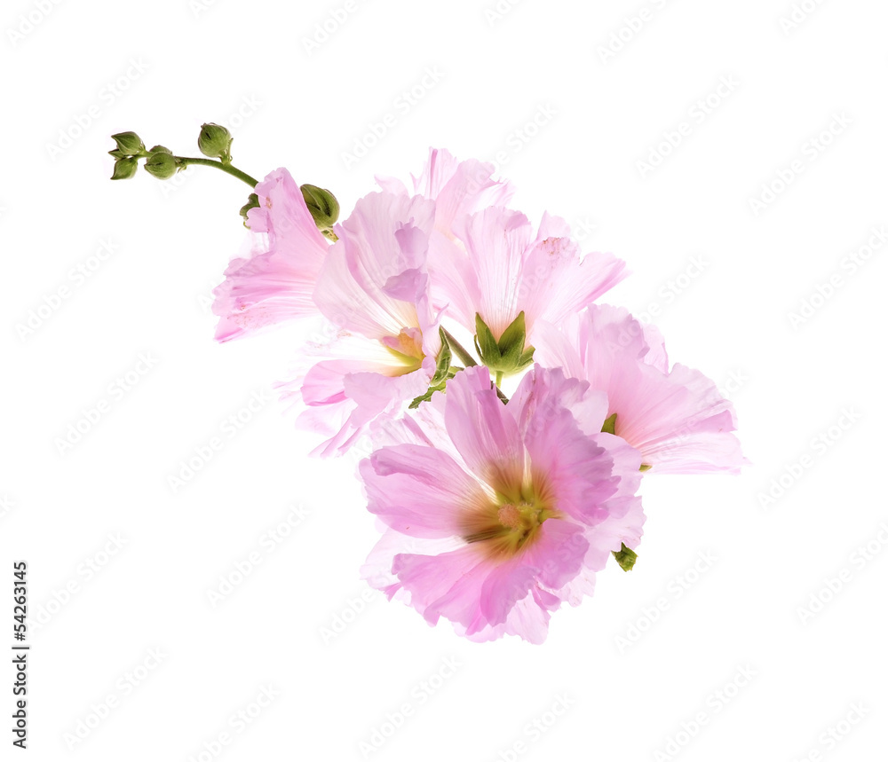 Fototapeta premium Beautiful decorating hollyhock flowers /Althaea officinalis/
