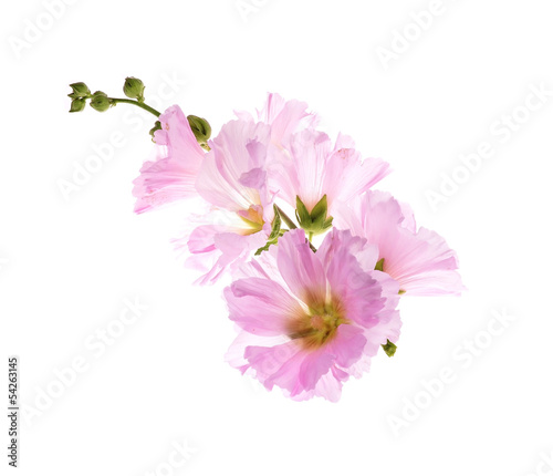 Beautiful decorating hollyhock flowers  Althaea officinalis 