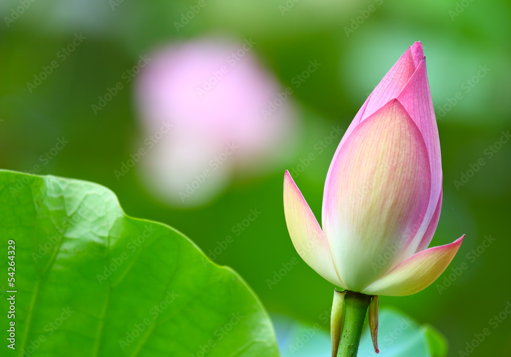Obraz premium Lotus bud in pond