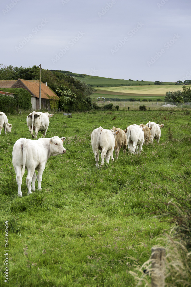 Cows in a field Cows in a field