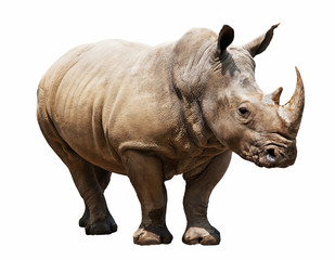 rhino on white background