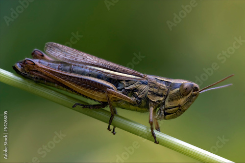 grasshopper chorthippus brunneus in a photo