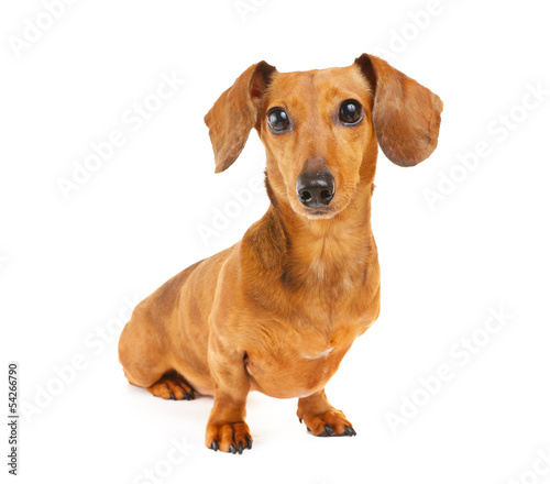 Dachshund dog portrait