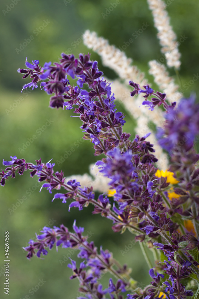 Obraz premium Beautiful wild flowers