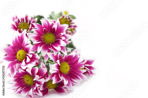 Fresh pink chrysanthemums