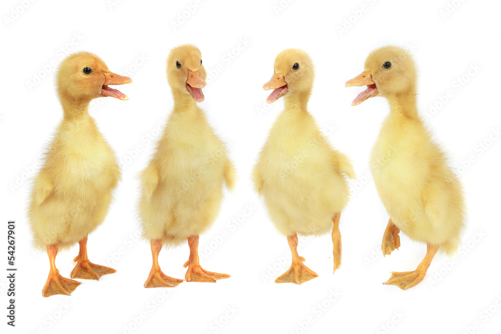 duck duck
